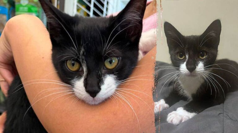 Bank Robbery Suspect Allegedly Uses Stolen Kitten as Accomplice